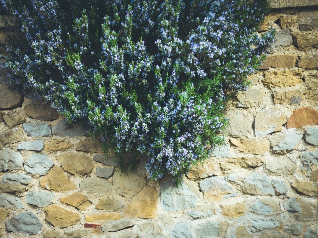 Agriturismo La Collina Toscana Pieve a Maiano Экстерьер фото