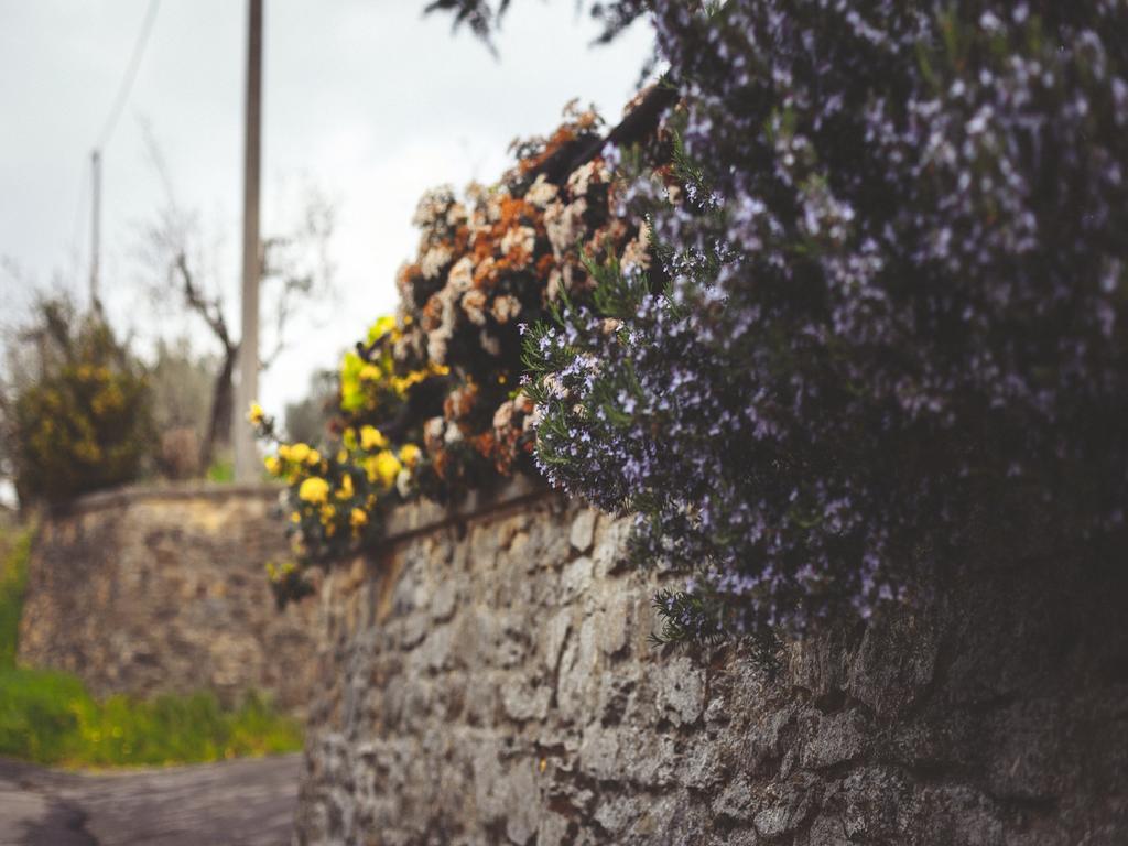 Agriturismo La Collina Toscana Pieve a Maiano Экстерьер фото